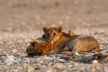 lions in safari