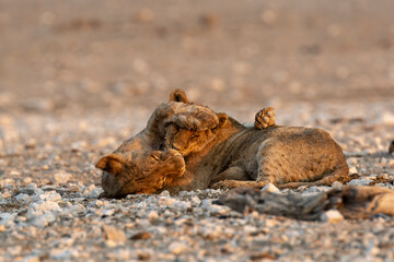 lions in safari