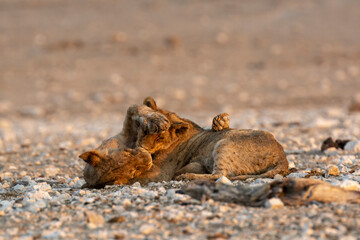 lions in safari