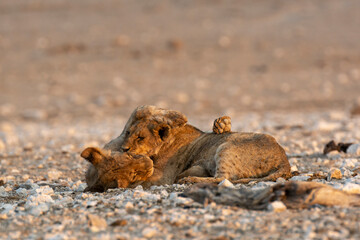 lions in safari