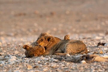 lions in safari