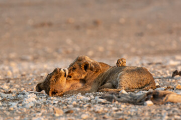 lions in safari