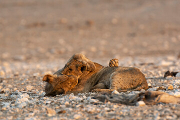 lions in safari