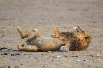 Fototapeta premium lions in BWA