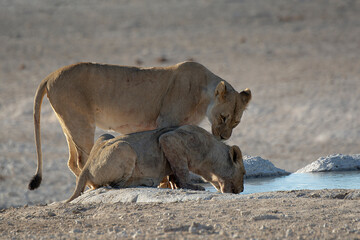 lions in bwa