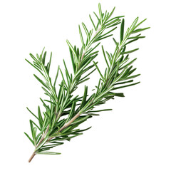 Fototapeta premium Freshly harvested rosemary sprigs with needle-like leaves on a transparent background