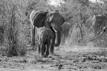 elefanti in BWA © Davide Antoniani