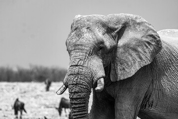 elefanti in BWA © Davide Antoniani