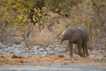 Fototapeta premium elefanti in BWA