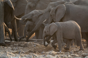 Fototapeta premium elefanti in BWA