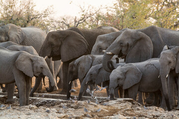 elefanti in BWA © Davide Antoniani