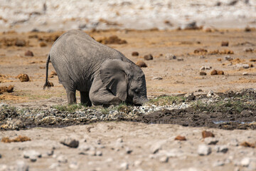 Fototapeta premium elefanti in BWA