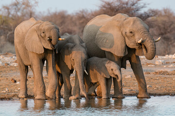 elefanti in BWA © Davide Antoniani