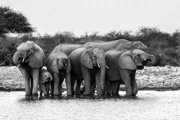 elefanti in BWA © Davide Antoniani