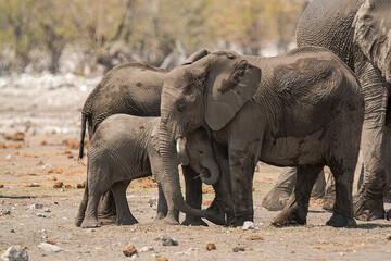 Fototapeta premium elefanti in BWA