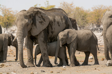 elefanti in BWA © Davide Antoniani
