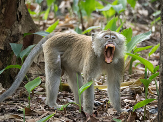 The angry crab-eating macaque (Macaca fascicularis), also known as the long-tailed macaque or cynomolgus macaque showed its fangs while shouting not to come near its territory