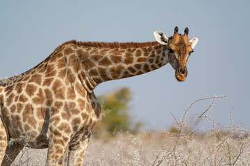 giraffe in bwa