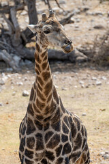 giraffe in bwa
