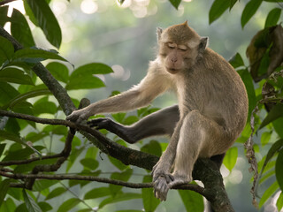 The crab-eating macaque (Macaca fascicularis), also known as the long-tailed macaque or cynomolgus macaque was observing his surroundings from the top of a tree