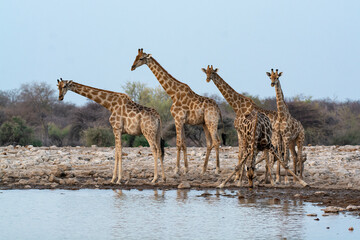 Fototapeta premium giraffe in bwa