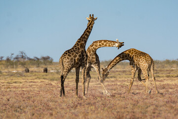 giraffe in bwa