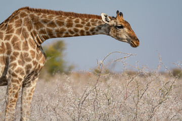 giraffe in bwa