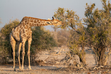 giraffe in bwa