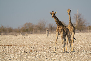 giraffe in bwa