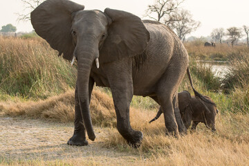 Obraz premium Erbivori in BWA
