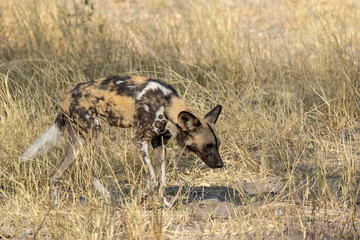 WILD DOG in bwa