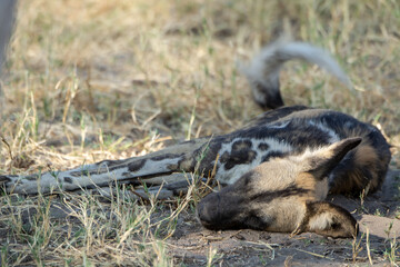 Fototapeta premium WILD DOG in bwa