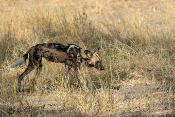 WILD DOG in bwa