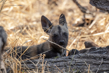 Wild dog  in bwa