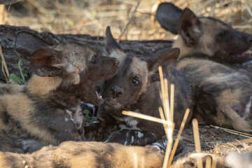 Wild dog  in bwa