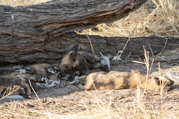 Wild dog  in bwa