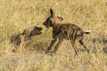 WILD DOG in bwa