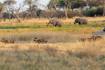 Fototapeta premium wild dog in bwa