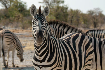 Fototapeta premium zebre , BWA