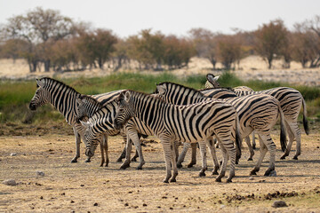 zebre , BWA