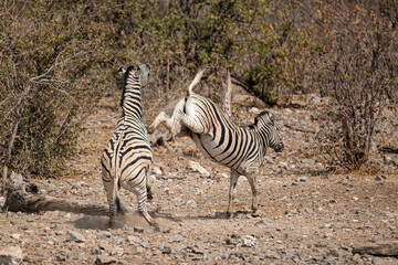 Obraz premium zebre , BWA