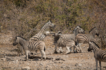Fototapeta premium zebre , BWA