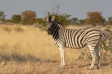 Zebre,  BWA