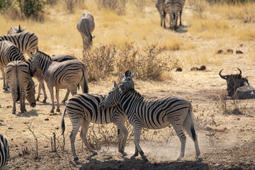 Obraz premium Zebre, BWA