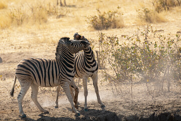 Obraz premium Zebre, BWA