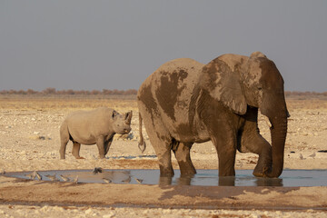 Rinoceronte in sout africa , Botswana