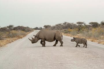Rinoceronte in sout africa , Botswana