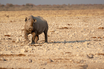 Rinoceronte in sout africa , Botswana
