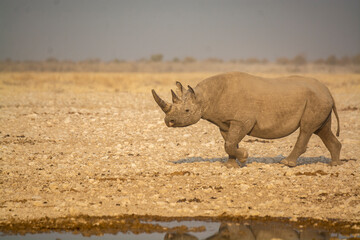Rinoceronte in sout africa , Botswana