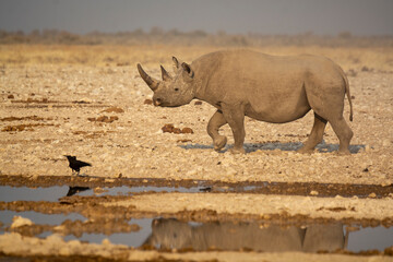 Rinoceronte in sout africa , Botswana